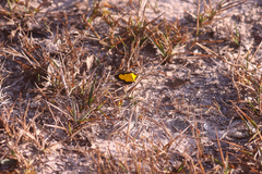 Xanthyris flaveolata