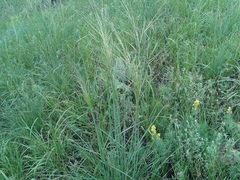 Stipa