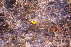 Xanthyris flaveolata