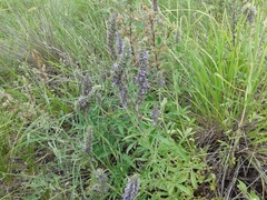 Nepeta multifida