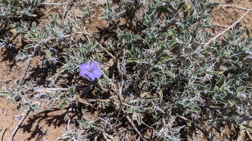 Barleria delamerei image