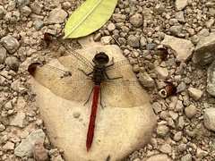 Sympetrum risi