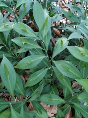 Ruscus hypoglossum