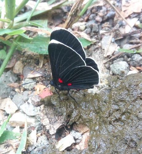 White-tipped Metalmark