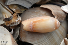 Oliva mustelina
