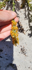 Manulea tomentosa