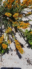 Manulea tomentosa