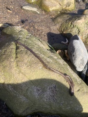 Nemalion elminthoides