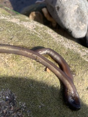 Nemalion elminthoides