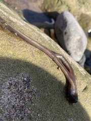 Nemalion elminthoides