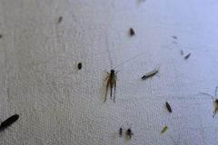 Conocephalus semivittatus