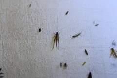 Conocephalus semivittatus