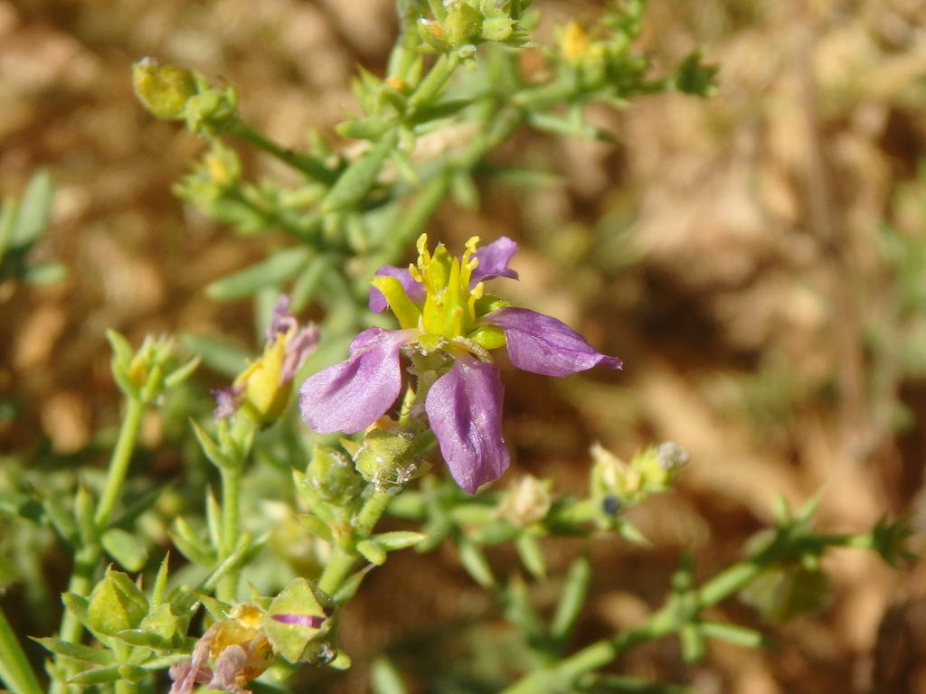 Fagonia sinaica