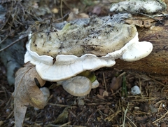 Trametes hirsuta