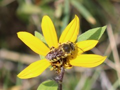 Heteranthidium