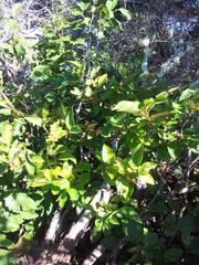 Viburnum cassinoides image