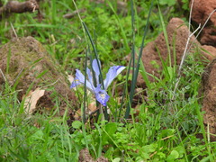 Iris histrio