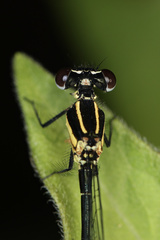 Onychargia atrocyana