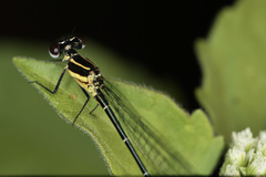 Onychargia atrocyana