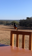 Lamprotornis superbus