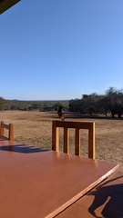 Lamprotornis superbus