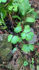 Aquilegia canadensis