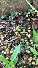 Marchantia polymorpha