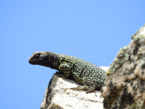 High Mountain Lizard, Phymaturus palluma
