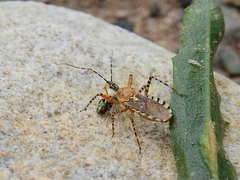 Cosmoclopius nigroannulatus