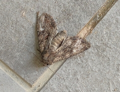 Polymixis trisignata