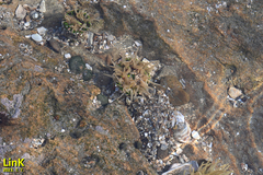 Anthopleura fuscoviridis