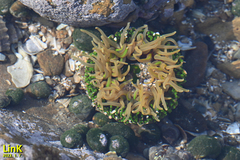 Anthopleura fuscoviridis