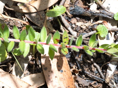 Acrotriche prostrata
