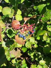 Viburnum cassinoides image