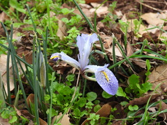 Iris histrio