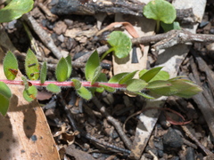 Acrotriche prostrata