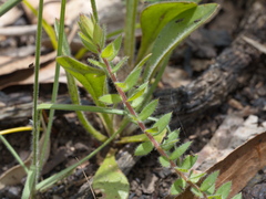 Acrotriche prostrata