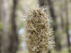 Xanthorrhoea minor