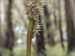 Xanthorrhoea minor