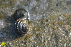 Littorina brevicula