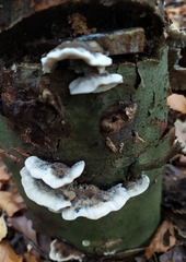 Bjerkandera adusta