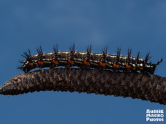 Doleschallia bisaltide