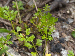 Xanthosia dissecta