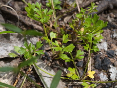 Xanthosia dissecta