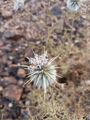 Echinops echinatus (Echinops echinatus)