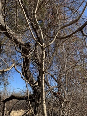 Kalopanax septemlobus