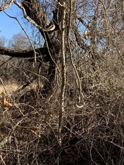 Kalopanax septemlobus