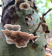 Bjerkandera adusta