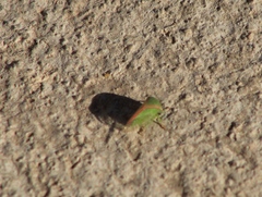 Spissistilus festinus