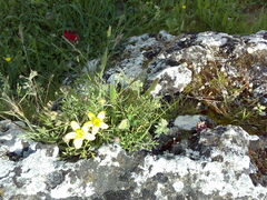 Ranunculus asiaticus